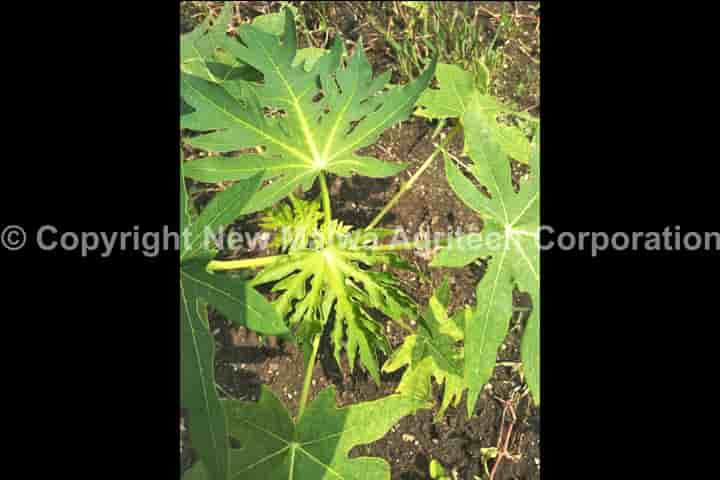 how to prevent crop virus